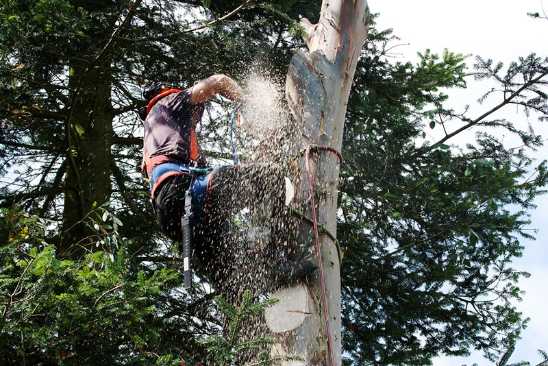 Tree Surgeon